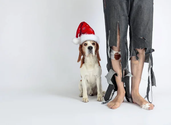 Mignon Beagle Dans Chapeau Père Noël Son Propriétaire Pantalon Déchiré — Photo