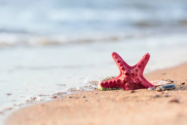Summer Beach Tropical Paradise Seashell Starfish Golden Sand Conceptual Background — Stock Photo, Image