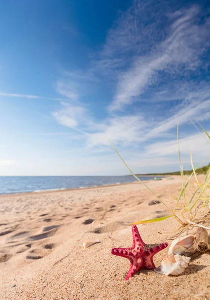 Nyáron Strand Aranyszínű Homok Egy Trópusi Paradicsomban Kagyló Tengeri Csillag — Stock Fotó