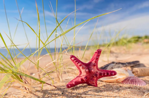 Nyáron Strand Aranyszínű Homok Egy Trópusi Paradicsomban Kagyló Tengeri Csillag — Stock Fotó