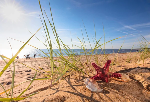 Nyáron Strand Aranyszínű Homok Egy Trópusi Paradicsomban Kagyló Tengeri Csillag — Stock Fotó