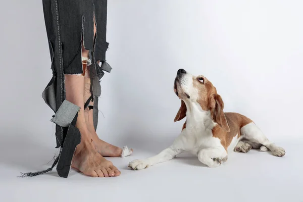 Mignon Beagle Son Propriétaire Pantalon Déchiré Les Pieds Mordus Image — Photo