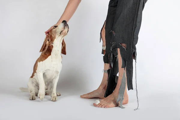 Cute Beagle His Owner Torn Pants Bitten Feet Conceptual Image — Stock Photo, Image