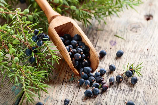 Juniper branch and wooden spoon with berries on a wooden background.