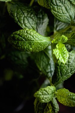 Nane. Taze yeşil organik nane yaprağı closeup demet. Seçici odak. 