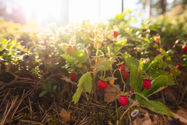Wilde Aardbeien Groeien Een Natuurlijke Omgeving Wilde Aardbeien Bij Zonsondergang — Stockfoto