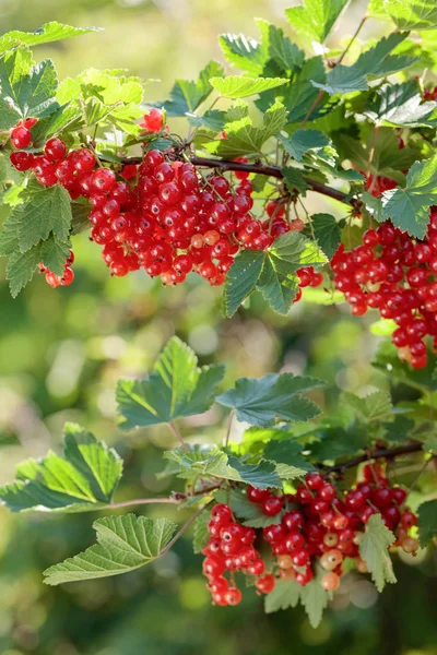 Červený Rybíz Větvi Bush Zahradě Zdravé Biopotraviny — Stock fotografie