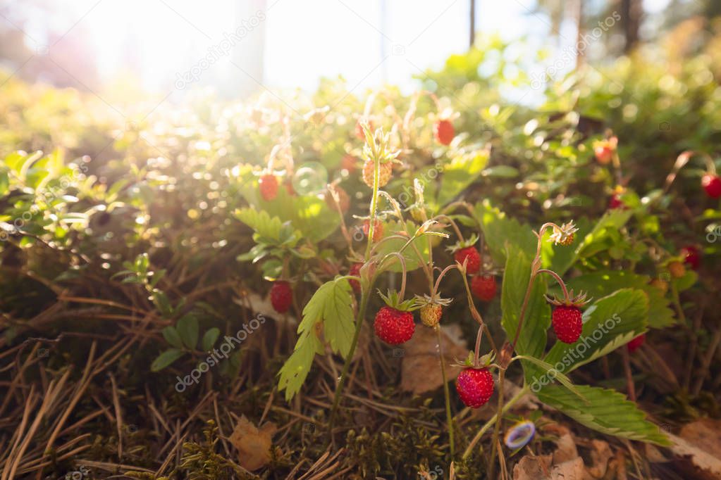 Wild strawberries growing in a natural environment. Wild strawberries at sunset in a pine forest.
