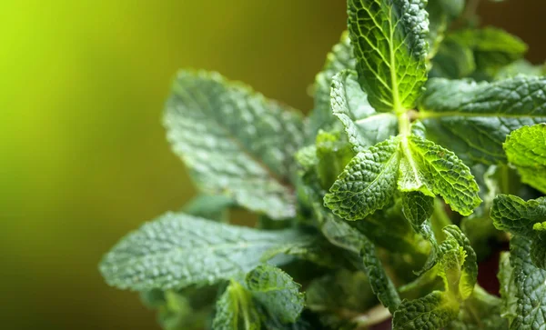 Stelletje Verse Groene Biologische Muntblad Close Selectieve Aandacht Kopiëren Van — Stockfoto