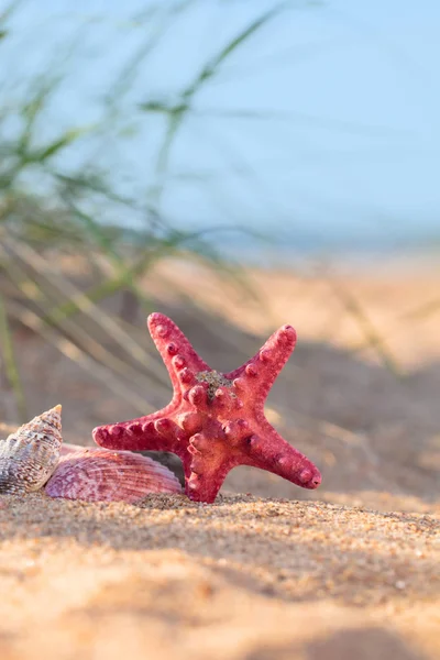 여름 해변 조개와 starfi 열 대 낙원에서 — 스톡 사진