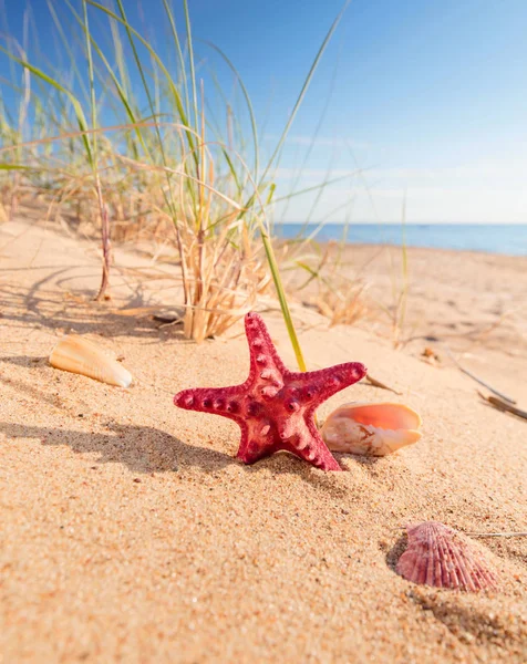 Plage d'été dans un paradis tropical . — Photo