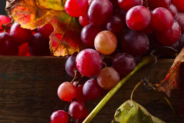 Uvas com folhas de videira . — Fotografia de Stock