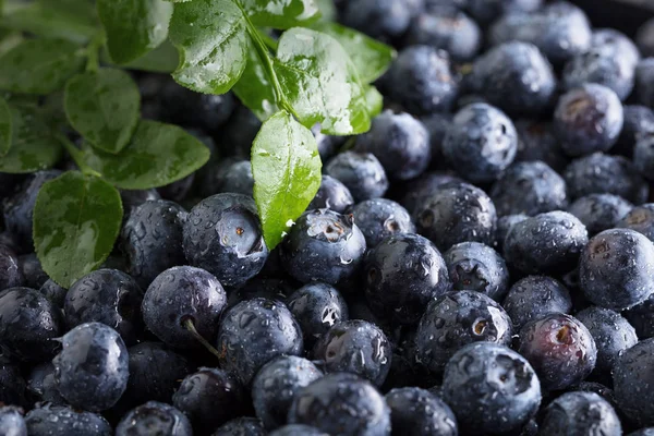 Fresh picked blueberries with water drops. — Stock Photo, Image