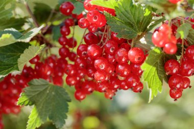 Bahçedeki çalı dalı redcurrants.