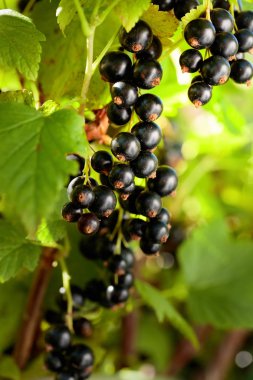 Bush dalı blackcurrants.