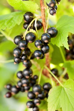Bush dalı blackcurrants.