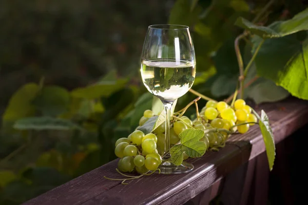Vitt vin i vingården. — Stockfoto