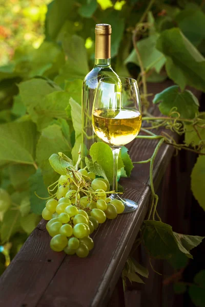Hvitvin i vingård . – stockfoto