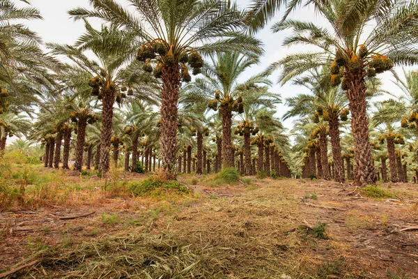 Orchard with palm date trees.