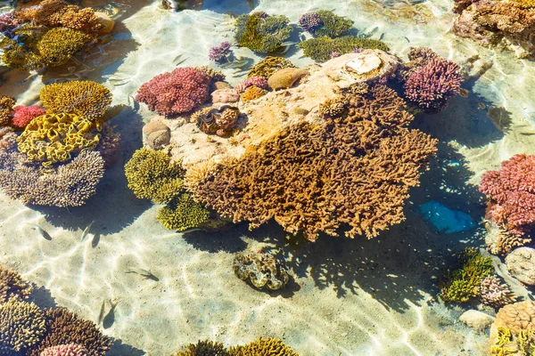 Arrecife de coral en el Mar Rojo, Israel . —  Fotos de Stock