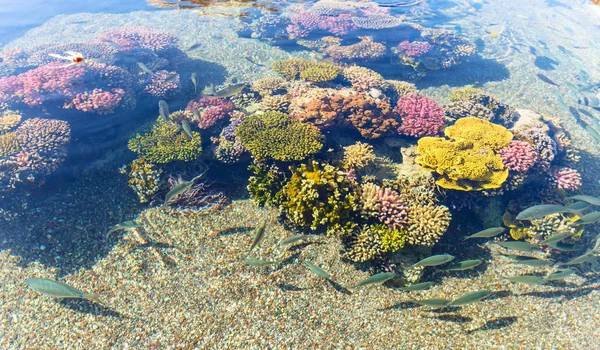 Arrecife de coral en el Mar Rojo, Israel . —  Fotos de Stock