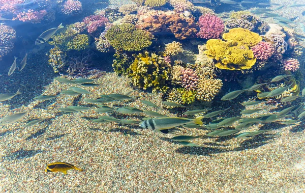 Arrecife de coral en el Mar Rojo, Israel . —  Fotos de Stock