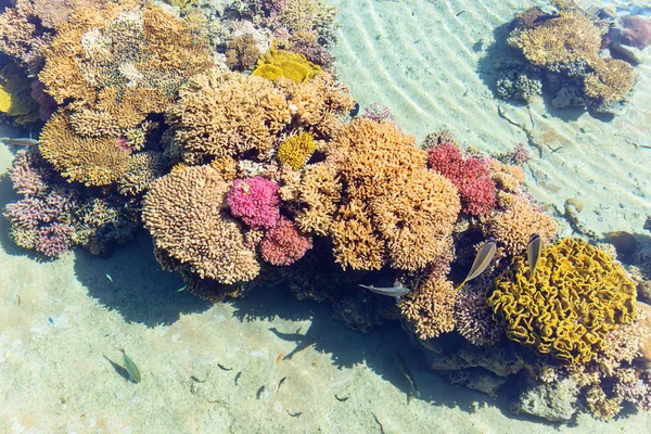 Arrecife de coral en el Mar Rojo, Israel . —  Fotos de Stock