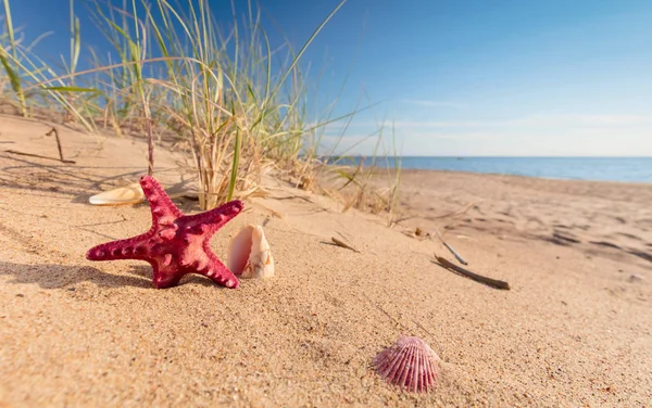 Plage d'été dans un paradis tropical . — Photo