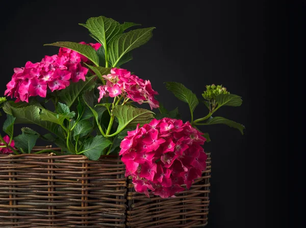 Beautiful flowers of hydrangea. Coral hydrangea macrophylla, Hor — Stock Photo, Image