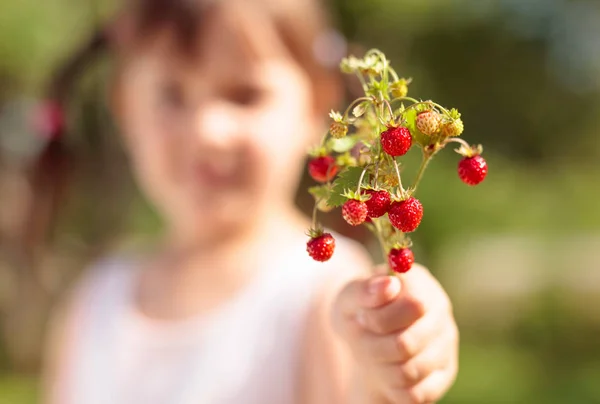 Fresh wild strawberries closeup. Little girl holding strawberry — Stock Photo, Image