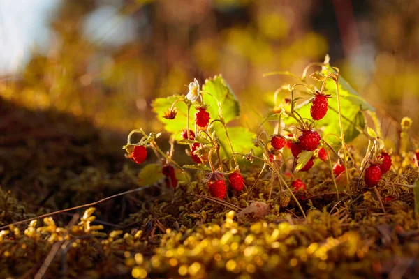 Wilde aardbeien bij zonsondergang in bos. — Stockfoto