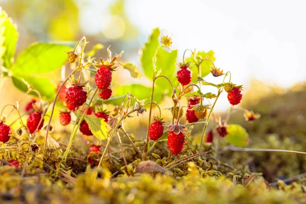 Wilde aardbeien op zonnige dag in bos. — Stockfoto