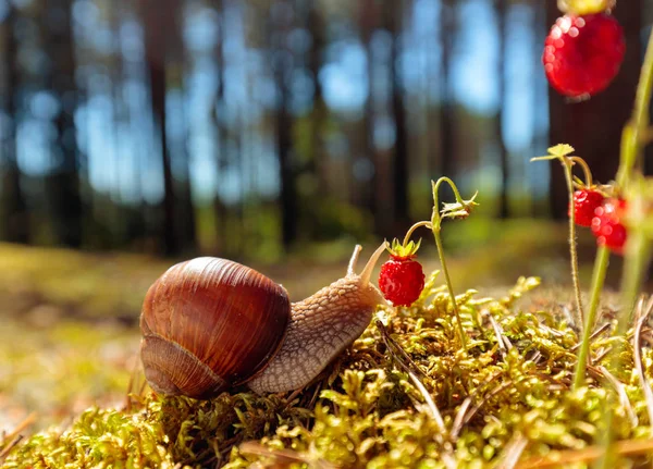 Grote slak in de gootsteen kruipen naar aardbeien, zomerdag in th — Stockfoto