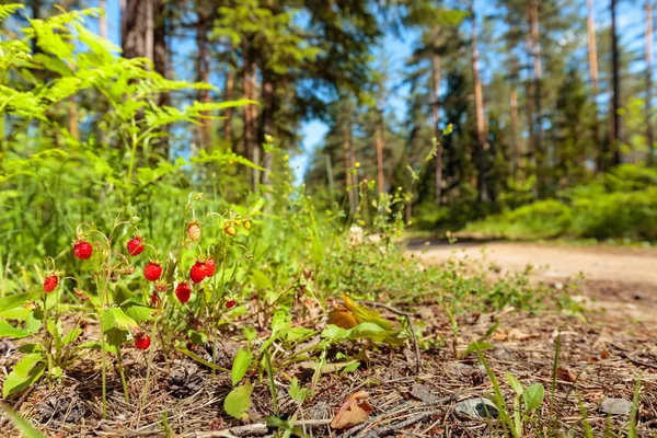 Wilde aardbeien op zonnige dag in bos. — Stockfoto
