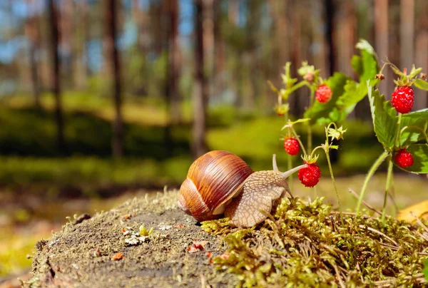 大蜗牛在水槽里爬到草莓，夏天的一天 — 图库照片