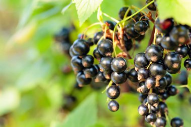 Bush şubesinde siyah kuş üzümü.