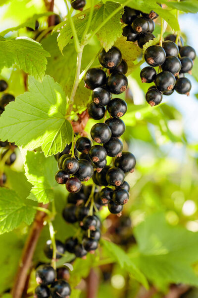 Black currants on the bush branch.