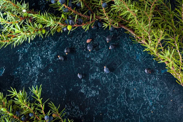 Branche de genièvre avec baies sur fond bleu foncé . — Photo