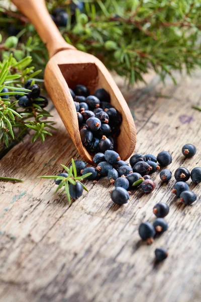 Ramo de zimbro e colher de madeira com bagas em uma mesa de madeira . — Fotografia de Stock