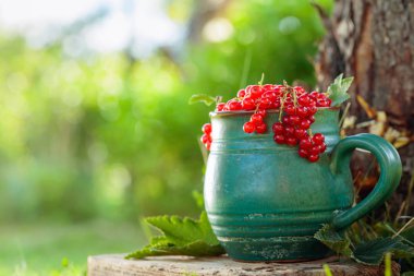 Kavanozda kuşüzümü.