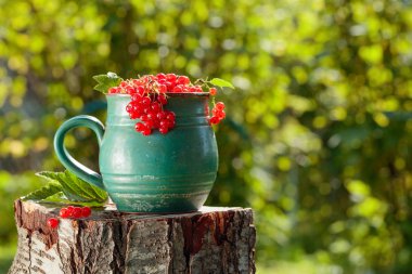 Kavanozda kuşüzümü.