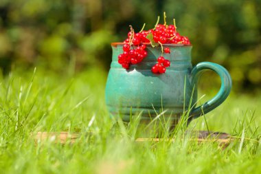 Kavanozda kuşüzümü .