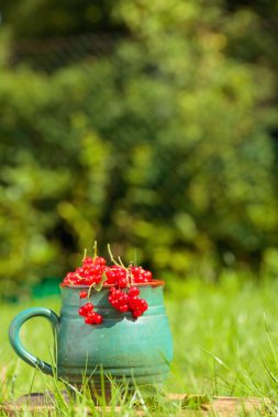 Kavanozda kuşüzümü .