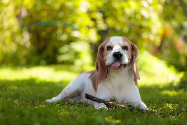 Anjing beagle bermain-main menggigit tongkat kayu di atas rumput di kebun . — Stok Foto