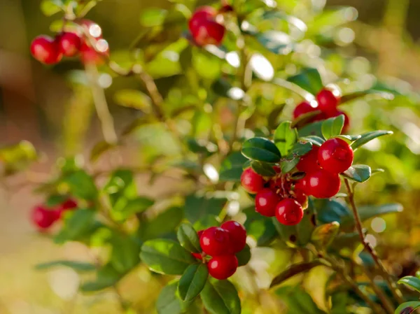 Cowberry rojo, arándano rojo o partridgeberry en bosque, natural b — Foto de Stock