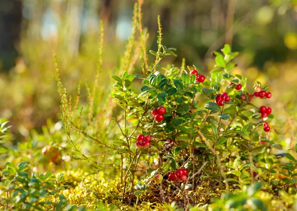 Cowberry rojo, arándano rojo o partridgeberry en bosque, natural b — Foto de Stock