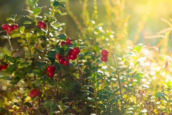 Rudovina, lingonůvka nebo partridgeberry v lese, přirozený b — Stock fotografie