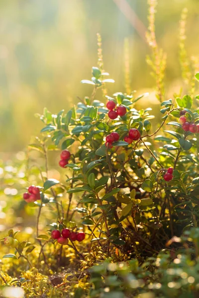 Röd cowberry, lingon eller partridgeberry i skog, natur b — Stockfoto