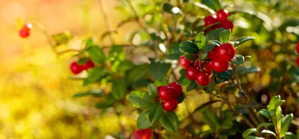 Cowberry rojo, arándano rojo o partridgeberry en bosque, natural b — Foto de Stock