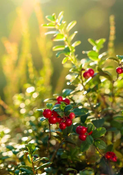 Червона брусниця, лінгвонберрі або партрейд-геберрі в лісі, природний б — стокове фото